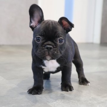フレンチブルドッグ【岡山県・男の子・2025年9月23日・ブリンドル】の写真「優しい男の子🩵」