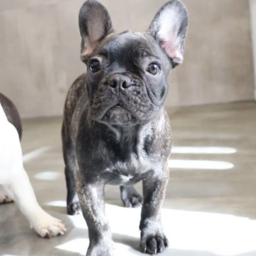 フレンチブルドッグ【岡山県・男の子・2025年7月26日・ブリンドル】の写真「かわいいBOY🩵」