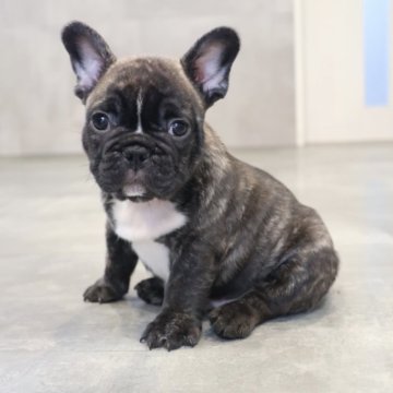 フレンチブルドッグ【岡山県・男の子・2025年9月23日・ブリンドル】の写真「むっちりボディの男の子🩵」