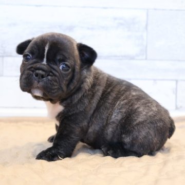 フレンチブルドッグ【岡山県・男の子・2025年9月23日・ブリンドル】の写真「ご予約受付中です✨」