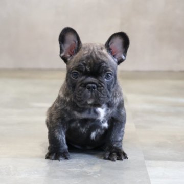 フレンチブルドッグ【岡山県・男の子・2025年9月23日・ブリンドル】の写真「タイガーブリンドルの男の子🩵」