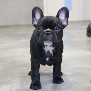 フレンチブルドッグ【岡山県・女の子・2025年9月28日・ブリンドル】の写真「ご予約受付中です✨」