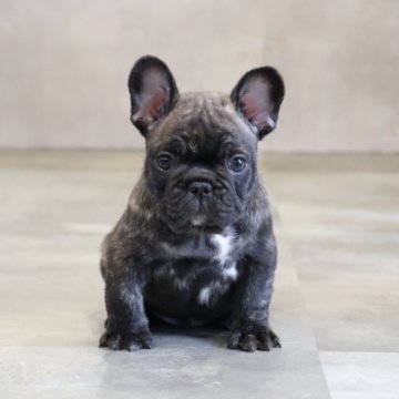 フレンチブルドッグ【岡山県・男の子・2025年9月23日・ブリンドル】の写真「ご予約受付中です✨」