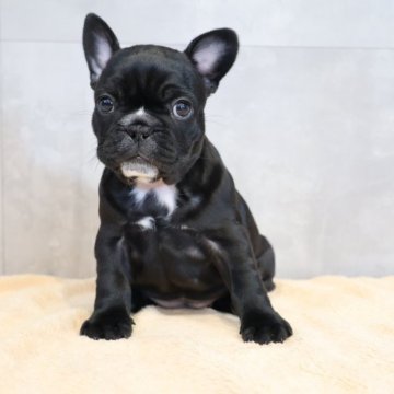 フレンチブルドッグ【岡山県・女の子・2025年9月28日・ブリンドル】の写真「ご予約受付中です✨」