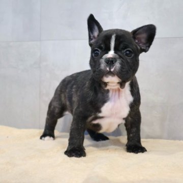 フレンチブルドッグ【岡山県・男の子・2025年9月23日・ブリンドル】の写真「ご予約受付中です✨」