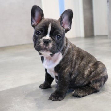 フレンチブルドッグ【岡山県・男の子・2025年9月23日・ブリンドル】の写真「ブレーズのある男の子🩵」