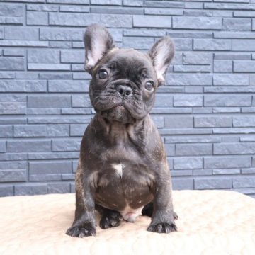 フレンチブルドッグ【岡山県・男の子・2025年7月26日・ブリンドル】の写真「かわいいBOY🩵」