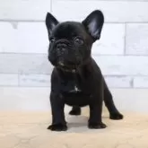 フレンチブルドッグ