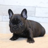 フレンチブルドッグ