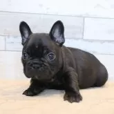 フレンチブルドッグ