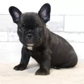 フレンチブルドッグ