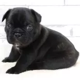 フレンチブルドッグ