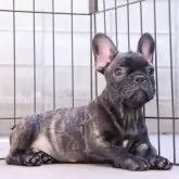 フレンチブルドッグ