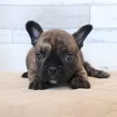 フレンチブルドッグ