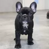 フレンチブルドッグ