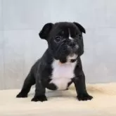 フレンチブルドッグ【岡山県・女の子・2025年9月23日・ブリンドル】の写真1