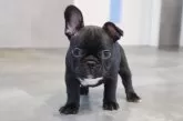 フレンチブルドッグ【岡山県・男の子・2025年9月23日・ブリンドル】の写真3