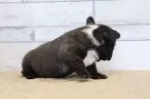 フレンチブルドッグ【岡山県・女の子・2025年9月23日・ブリンドル】の写真4