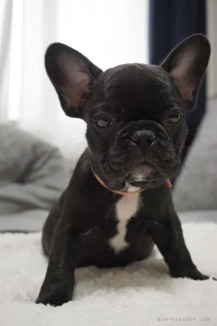 I 様のお迎えした子犬