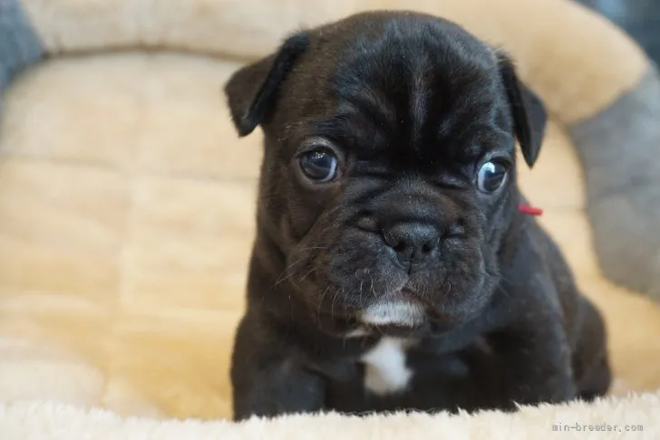 まみ 様のお迎えした子犬