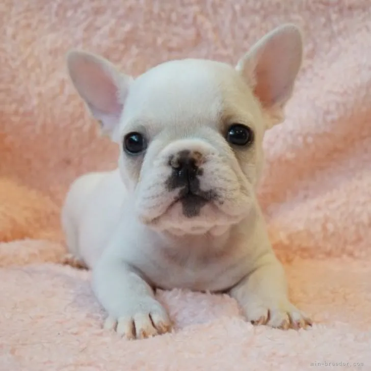 ID:2301-02762の子犬