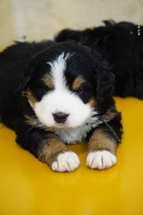 h.m 様のお迎えした子犬