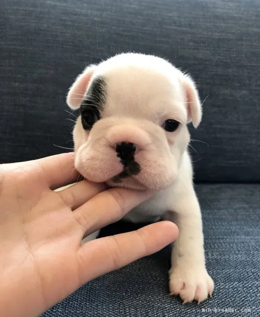 ヒメ母 様のお迎えした子犬