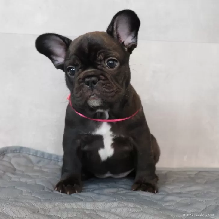 ID：2409-02838の子犬
