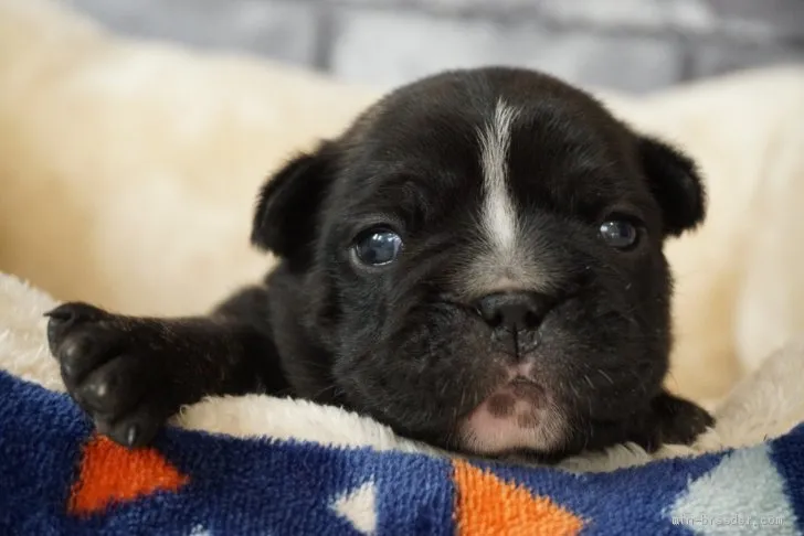 ファンタ 様のお迎えした子犬