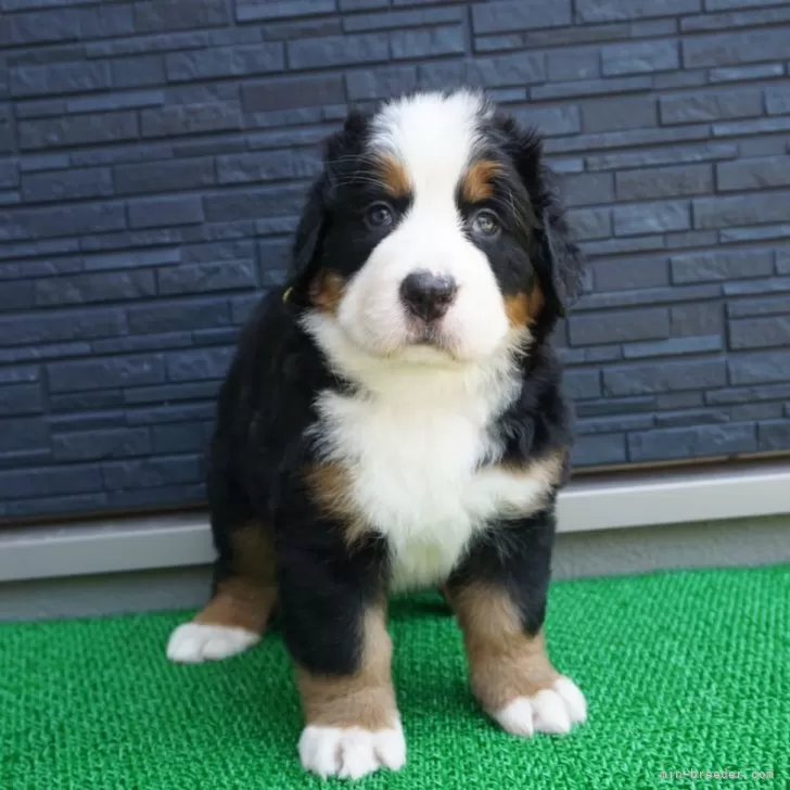 ID:2406-03259の子犬