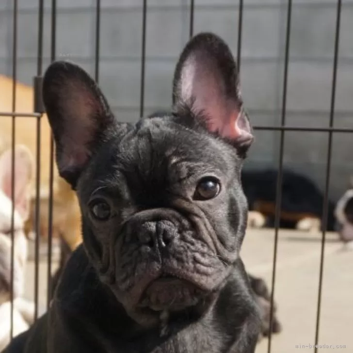 フレンチブルドッグ【岡山県・男の子・2023年11月21日・ブリンドル】の写真1