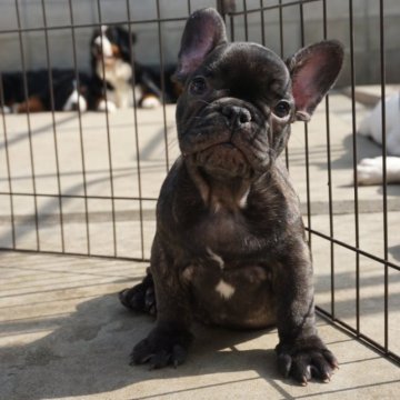 フレンチブルドッグ【岡山県・男の子・2023年12月21日・ブリンドル】の写真「おっとりした男の子」