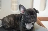 フレンチブルドッグ【岡山県・男の子・2023年2月7日・ブリンドル】の写真2