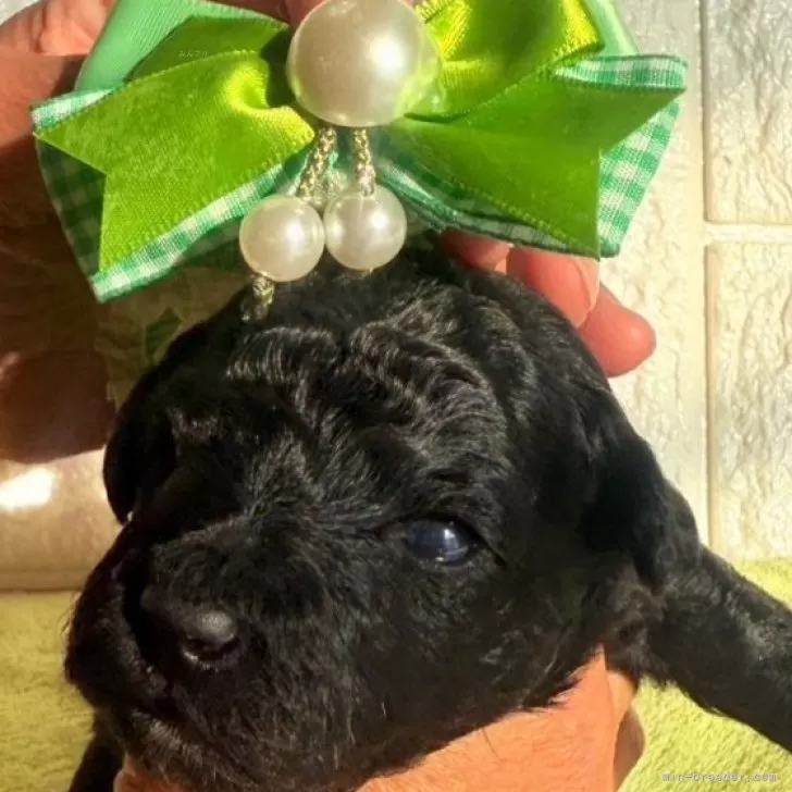 ID:2411-04826の子犬