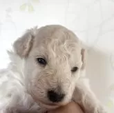 タイニープードル