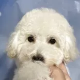 タイニープードル