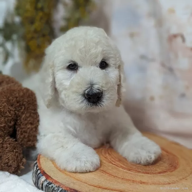 ID：2403-03007の子犬