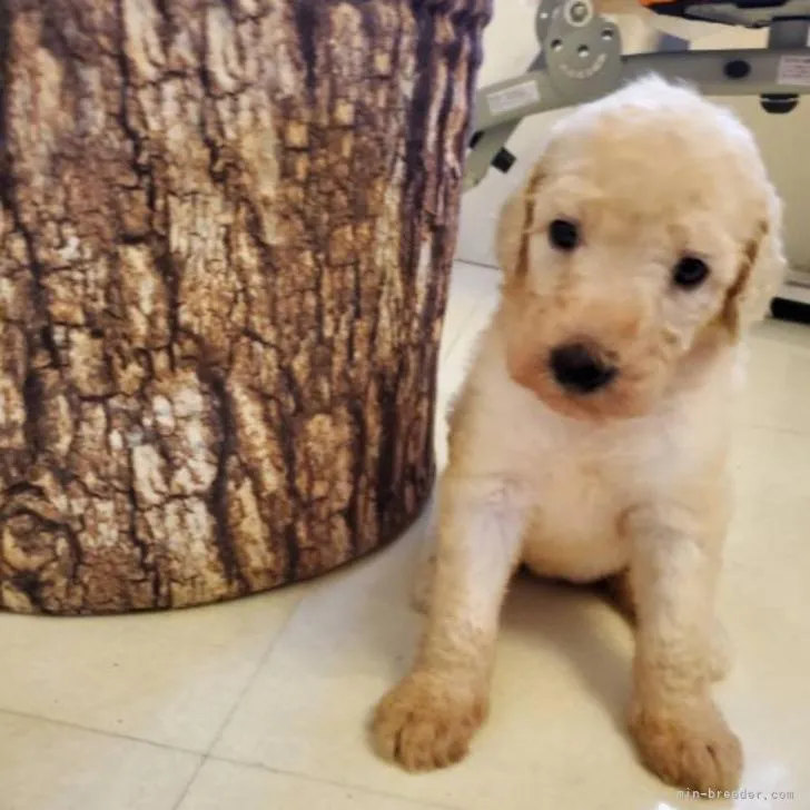ID：2207-05058の子犬