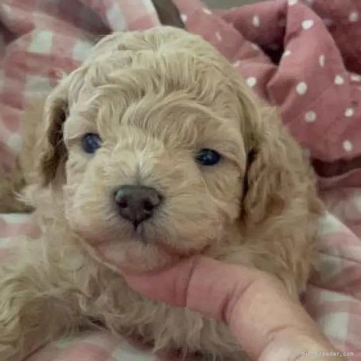 ID：2206-02982の子犬