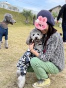 ミディアムプードル【・男の子・2023年6月6日・シルバー】「みんなから 大人気の男の子です♡」
