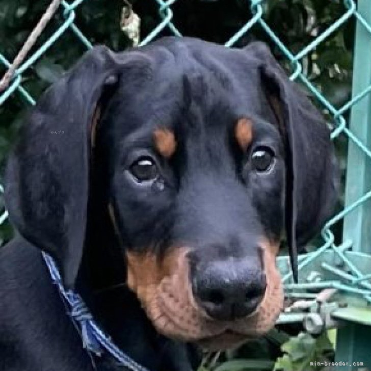 ブリーダー画像