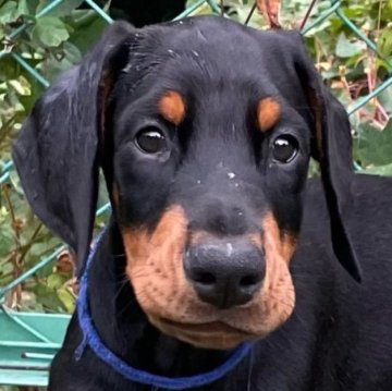 ドーベルマン【兵庫県・男の子・2025年8月23日・ブラックタン】の写真「父親はドイツから輸入したIGP系統」