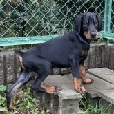 ドーベルマン【兵庫県・男の子・2025年8月23日・ブラックタン】の写真2