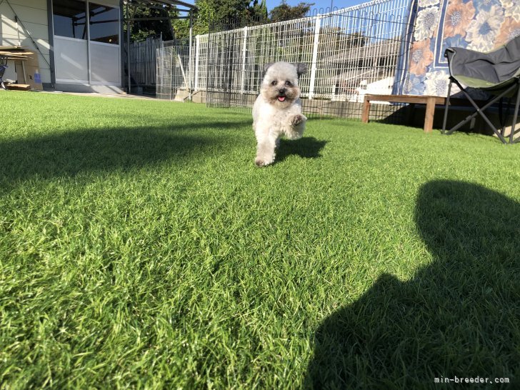 浪江　成泰(なみえ　なりやす)ブリーダー(山口県・トイプードルなど・JKC/日本犬保存会/PD/JSV登録)の紹介写真7