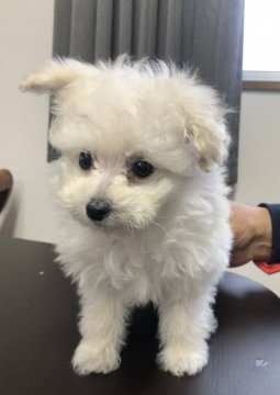トイプードル(ティーカップ)【山口県・女の子・2021年10月17日・ホワイト】の写真「真っ白でふわふわな可愛い子です」