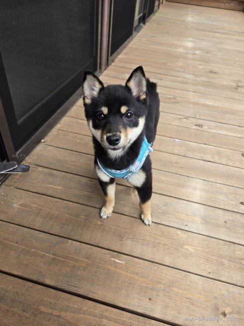 八越　三貴也(やこし　みきや)ブリーダー(新潟県・柴犬・KCジャパン登録)の紹介写真4