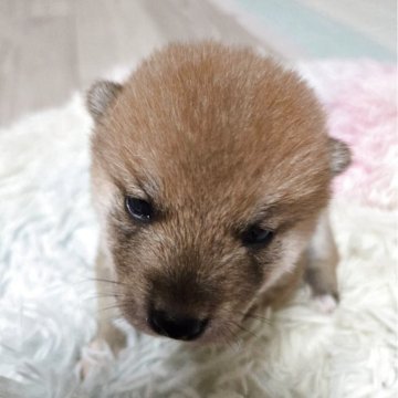 柴犬(標準サイズ)【新潟県・男の子・2025年10月22日・赤】の写真「優しい男の子」