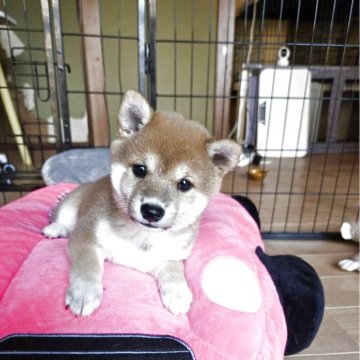 柴犬(豆柴)【新潟県・女の子・2025年6月16日・赤】の写真「つぶらな瞳が可愛い女の子」