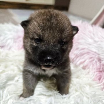 柴犬(標準サイズ)【新潟県・男の子・2025年10月23日・赤】の写真「元気いっぱいの男の子」