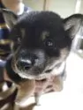 柴犬(標準サイズ)